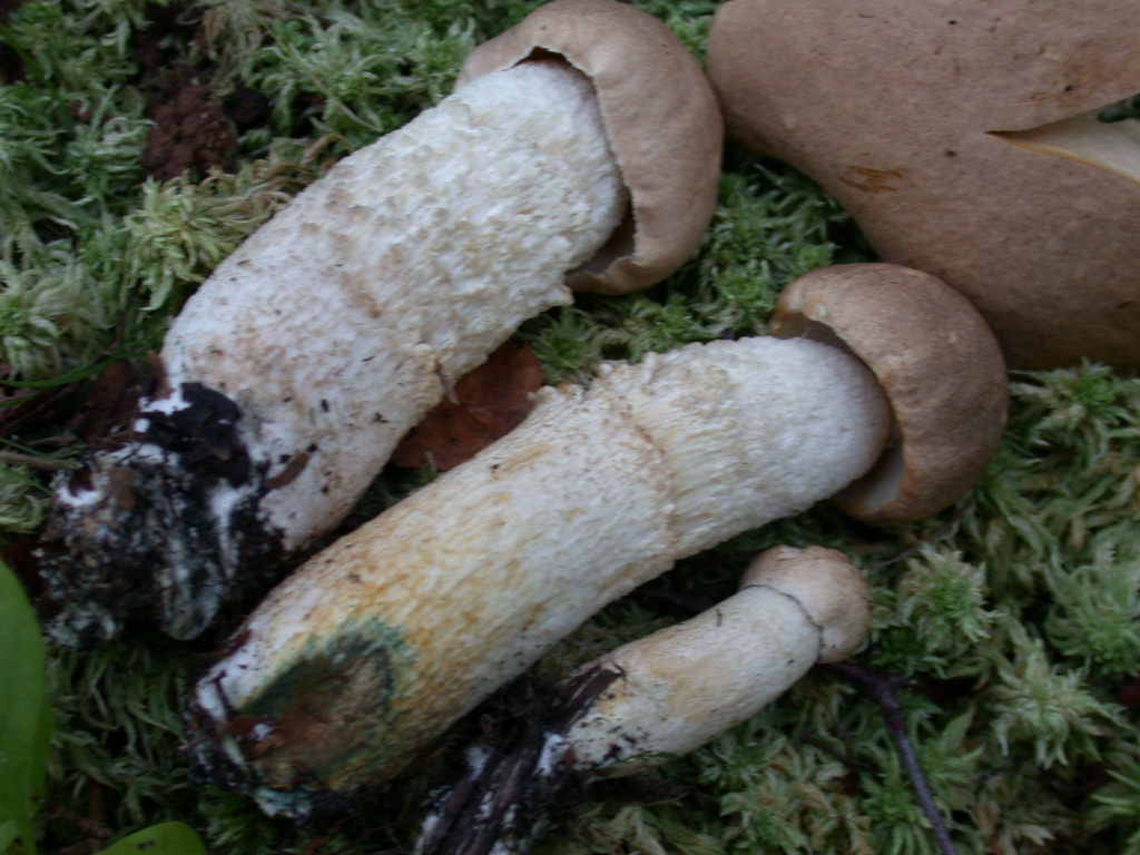 Quiz....Quiz...Quiz.. QUID ???